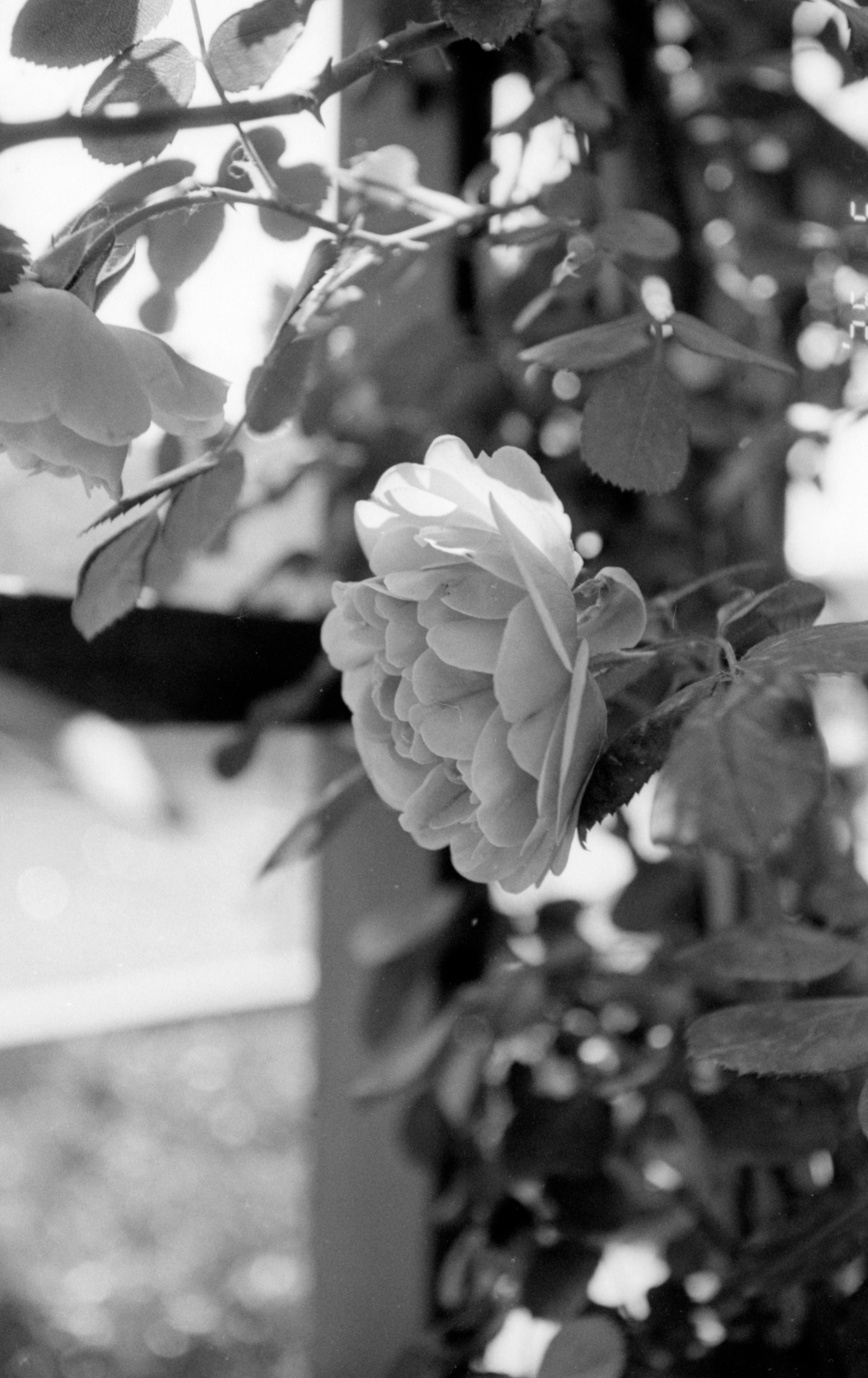 foma100_g2p0032.jpg