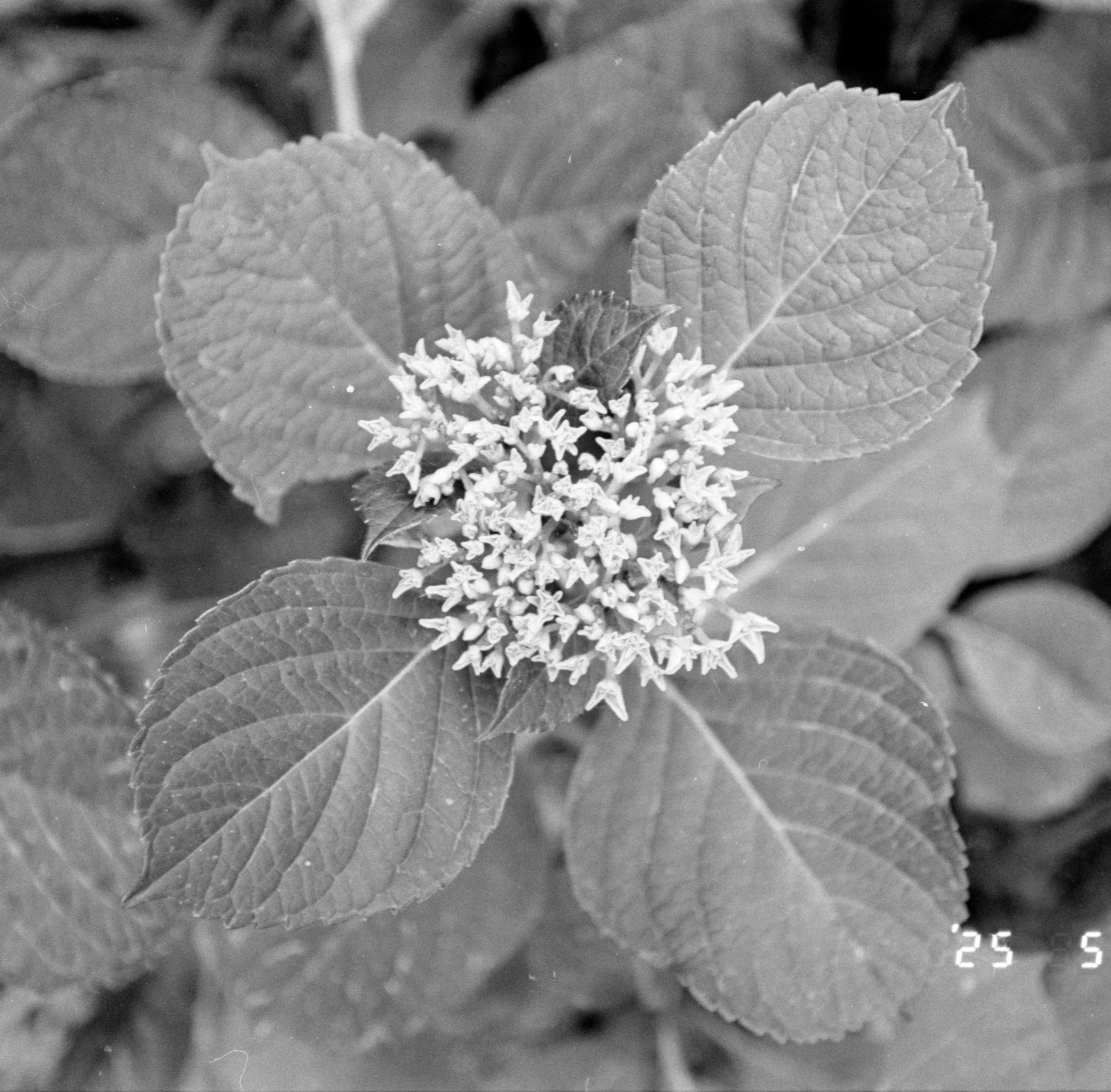 foma100_g2p0020.jpg